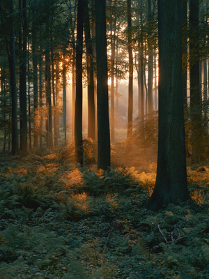 Vom Stress in deine Urkraft - Waldbild